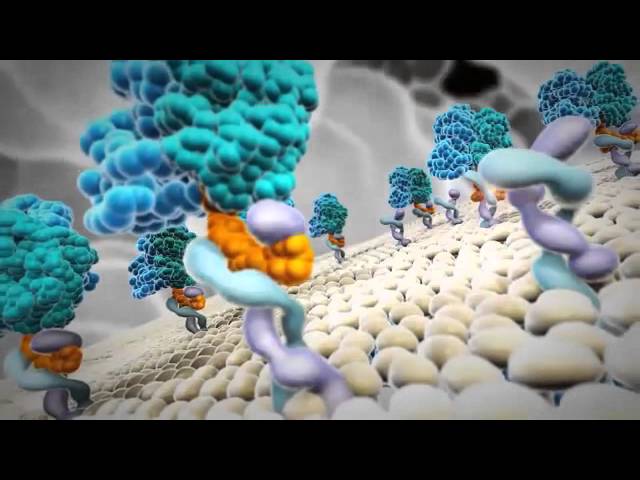 Taliglucerasa-Alfa - i-Healthcare