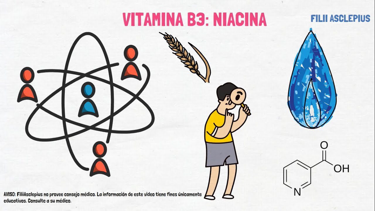 La importancia de la vitamina B3 en la salud reproductiva