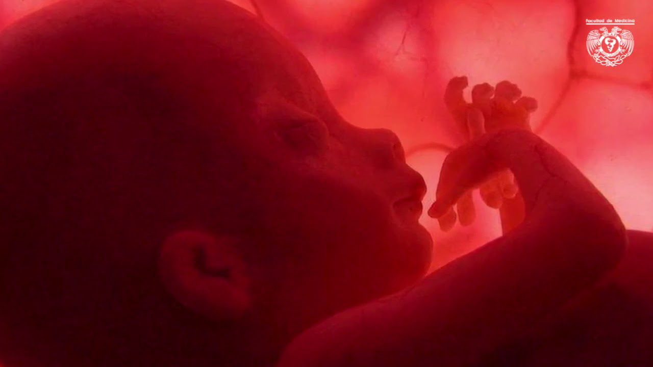 Todo-sobre-el-seguimiento-del-embarazo-con-preeclampsia - i-Healthcare Todo sobre el seguimiento del embarazo con preeclampsia
