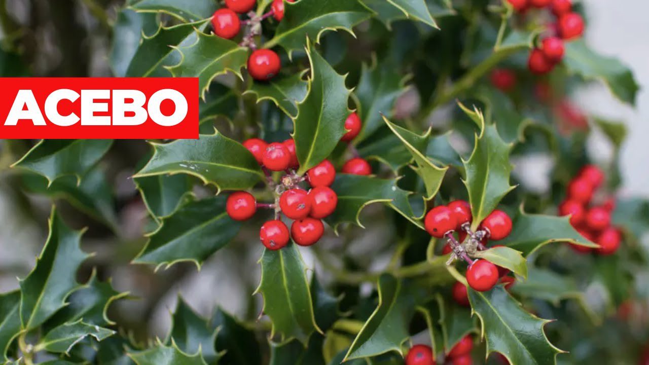 Centro de salud de Acebo