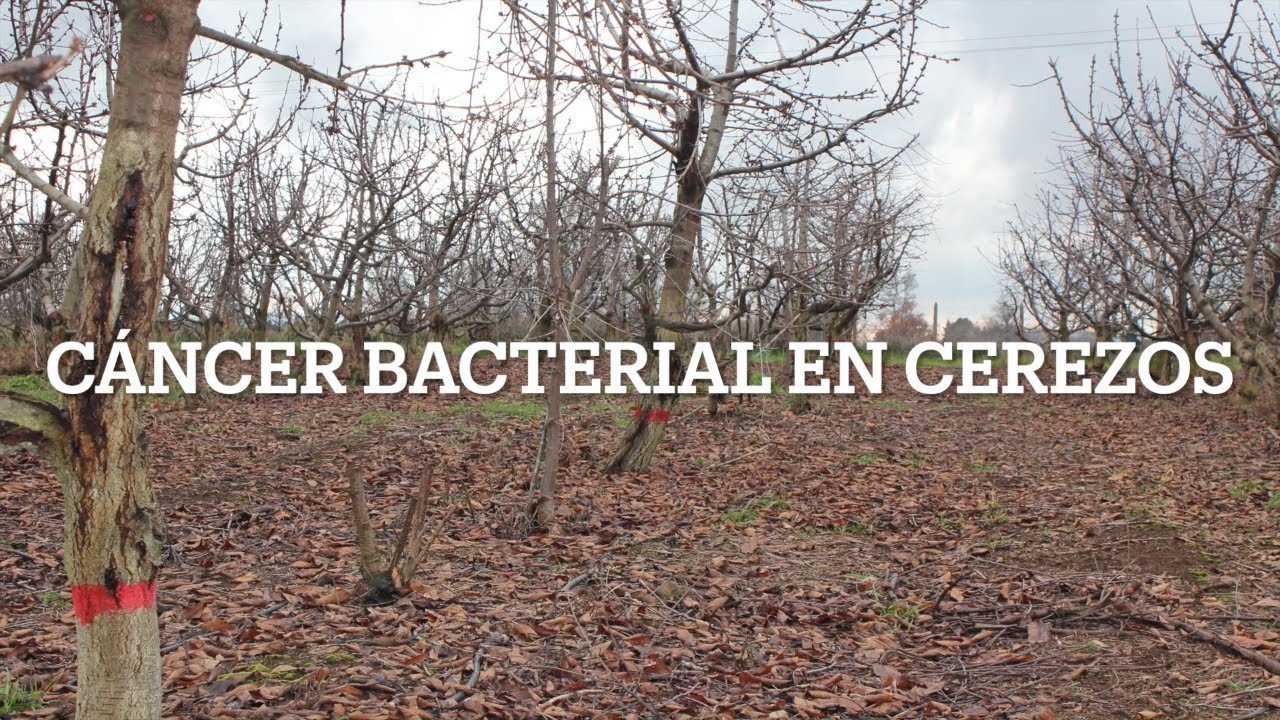 Centro de salud de Cerezo