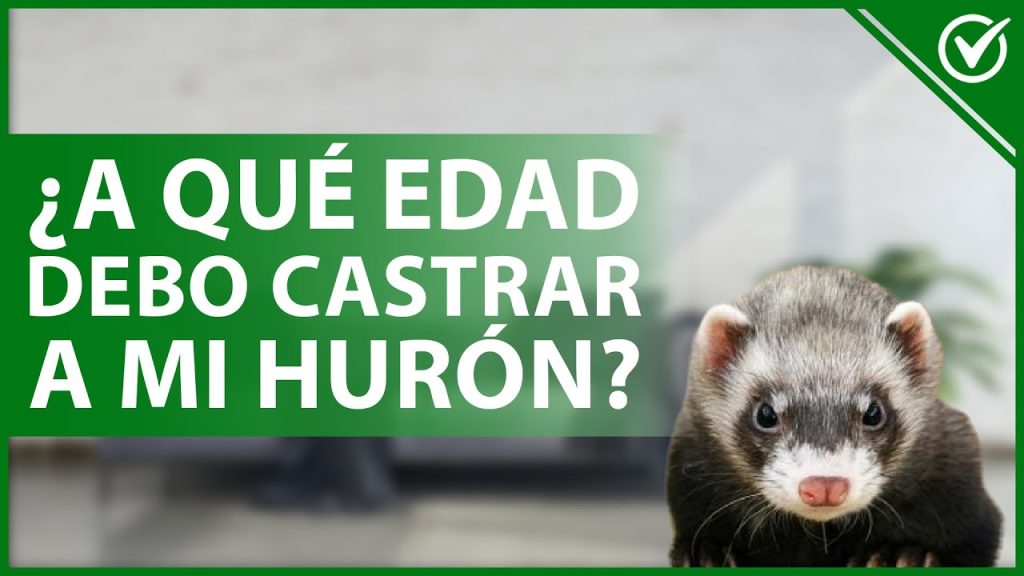 Dentista en  Hurones