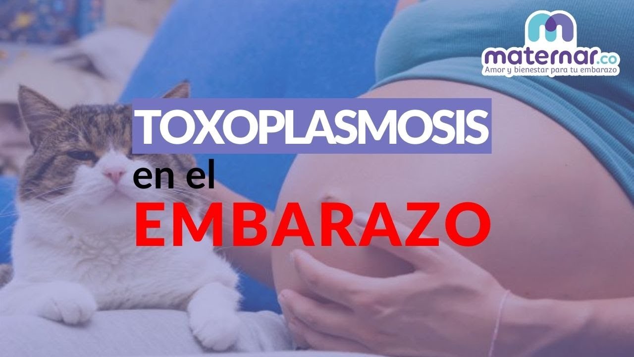 Todo sobre la toxoplasmosis durante el embarazo